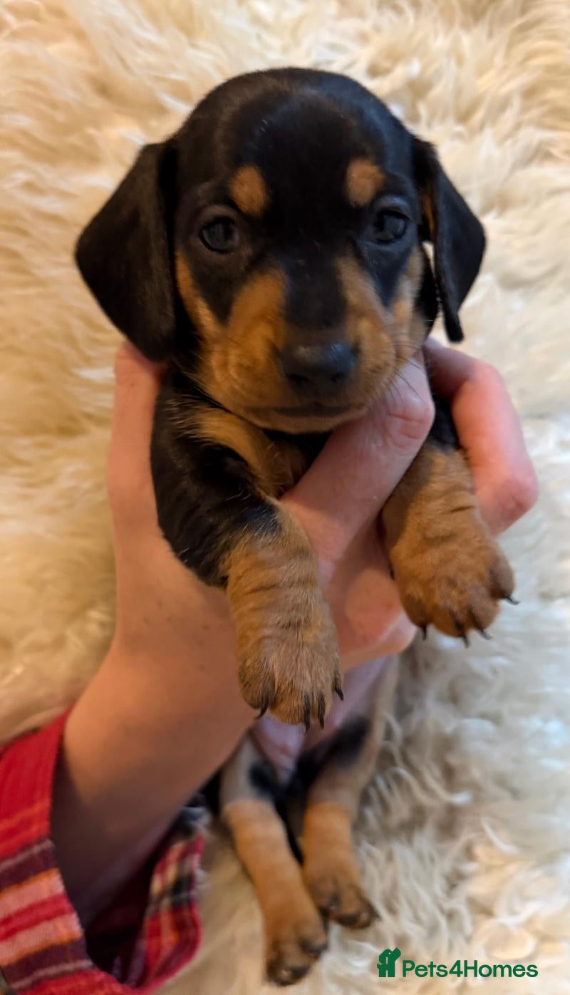 Miniature Dachshund dogs for sale: Miniature dachshund puppies - KC registered - Advert 3