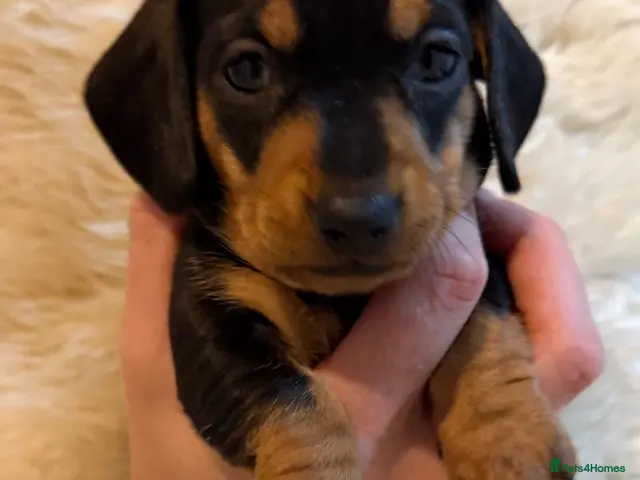Miniature Dachshund dogs for sale: Miniature dachshund puppies - KC registered - Advert 3