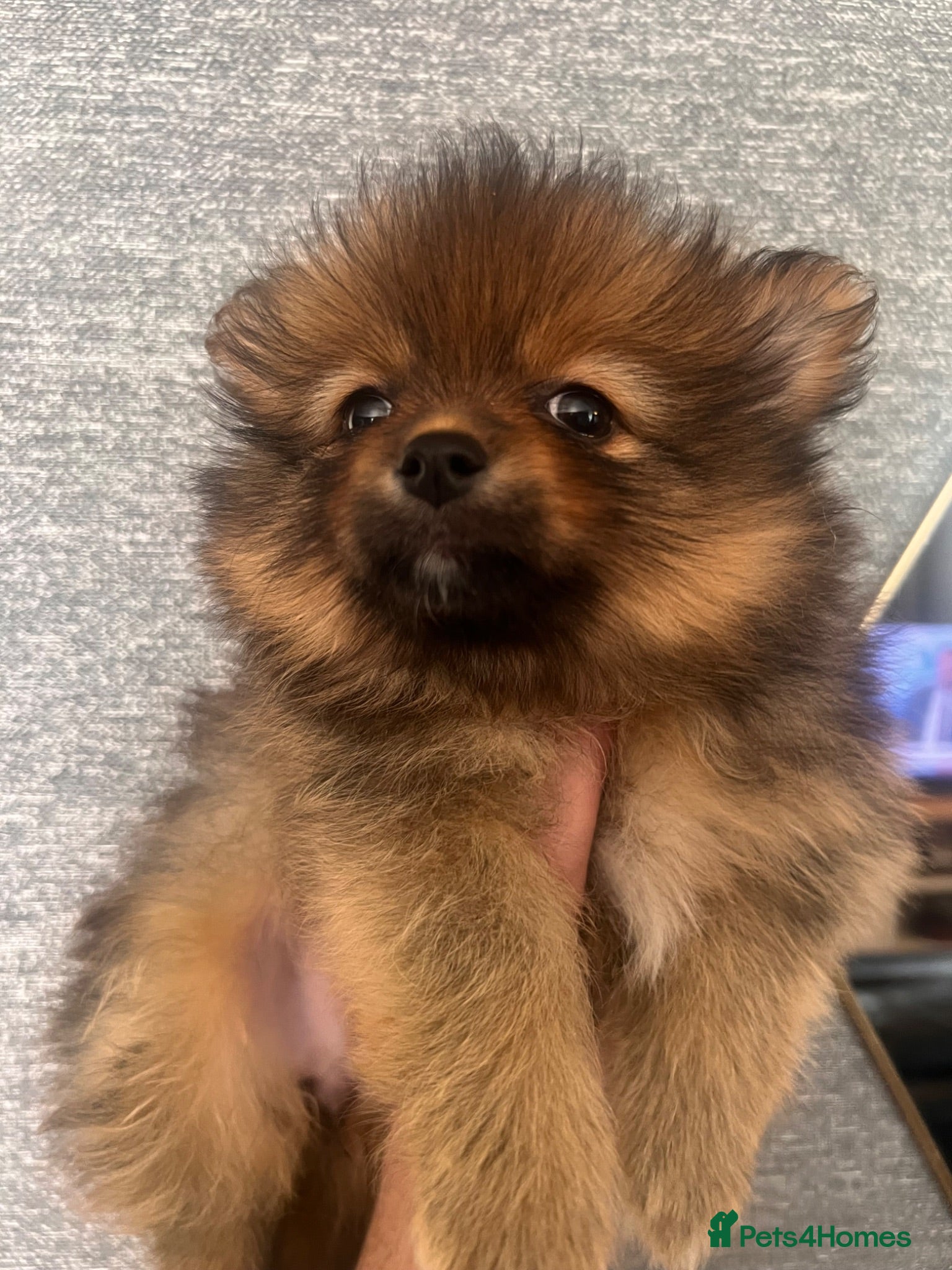 Pomeranian dogs READY TUESDAY Pomeranian Puppies  - Advert 1