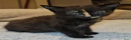 Domestic Shorthair cats for adoption: Rescue tortoiseshell kitten needs home of her own  in Hook - Advert 8