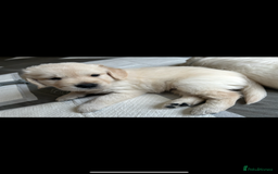 Golden Retriever dogs for sale: Golden retriever pups  - Image 4