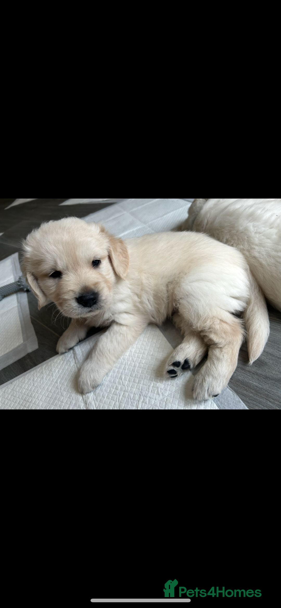 Golden Retriever dogs for sale: Golden retriever pups  - Image 4