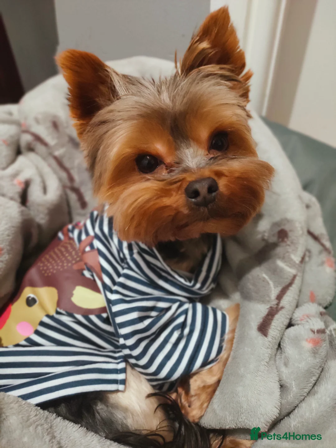Yorkshire Terrier dogs for stud: Dog for stud  in Retford - Advert 3