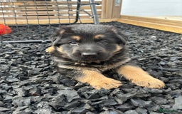 German Shepherd dogs for sale: Gorgeous Male German Shepherd Pup for Sale - Image 8