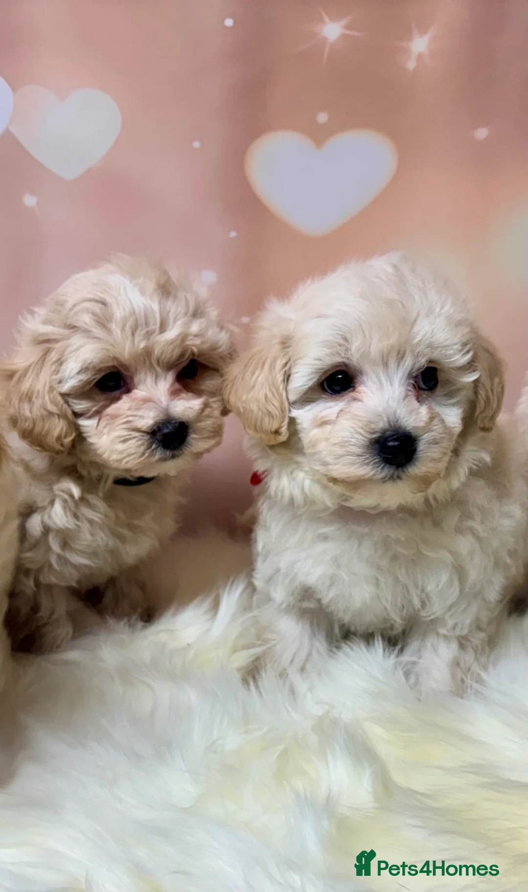 Maltipoo dogs for sale: Adorable Toy F1 DNA Tested Parents  - Advert 3