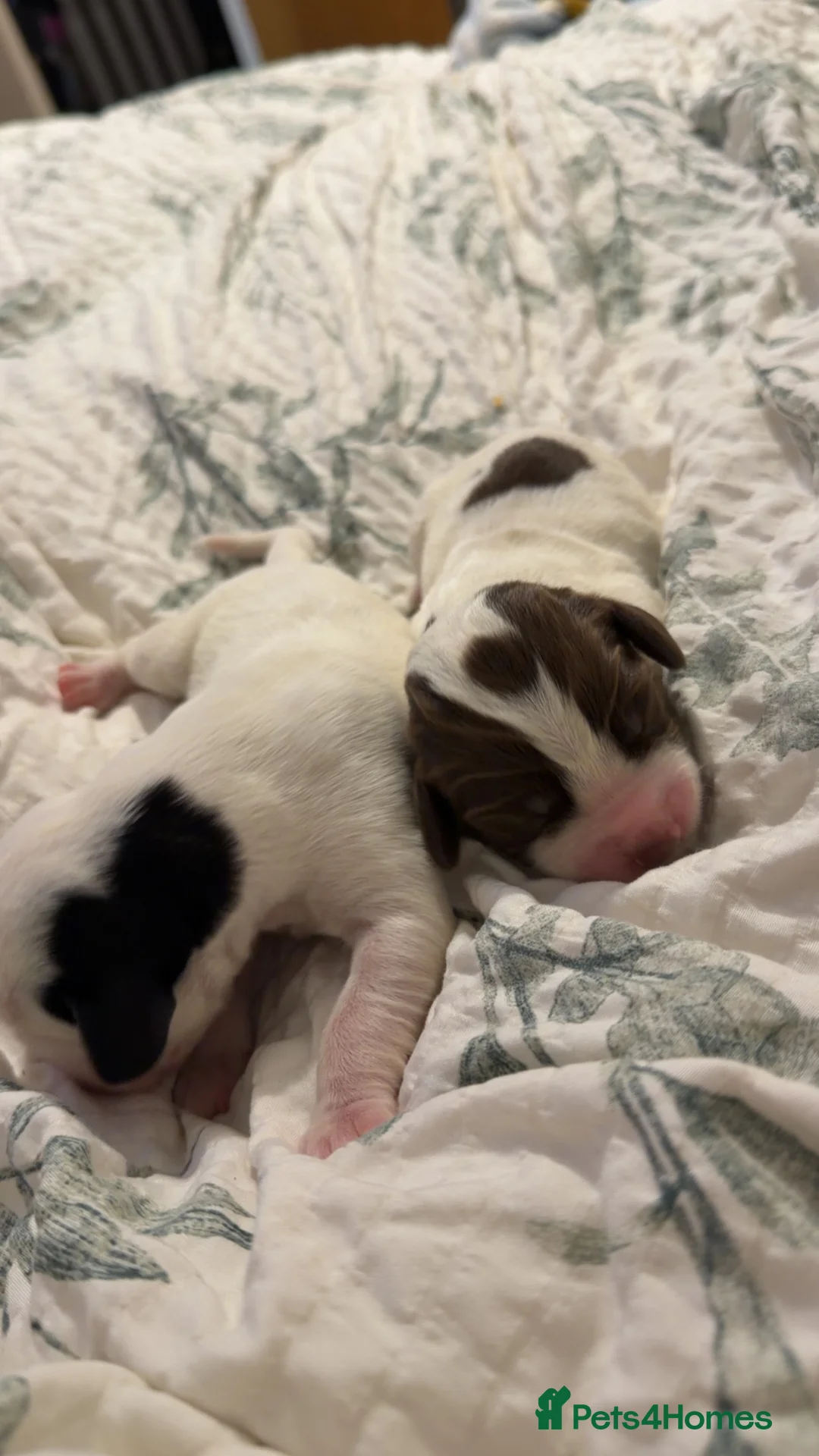 Mixed Breed dogs for sale: Spreagle  in Launceston - Advert 7