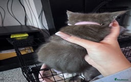 Maine Coon cats for sale: READY NOW Maine coon kittens  - Image 33