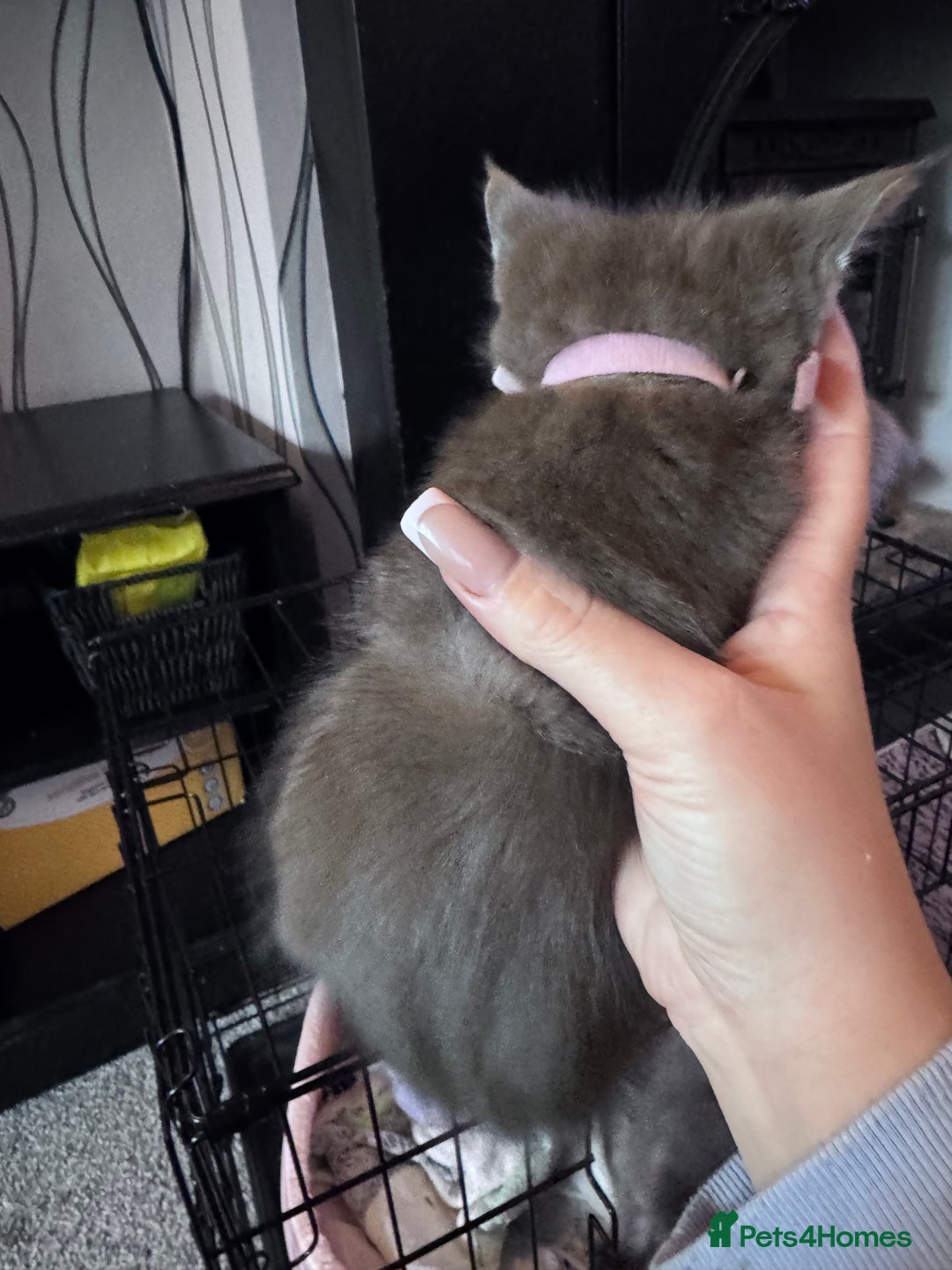 Maine Coon cats for sale: READY NOW Maine coon kittens  - Image 33