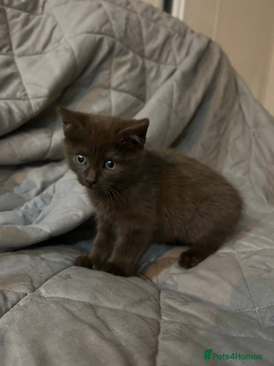 Mixed Breed cats for sale: Beautiful coloured kittens  - Advert 6