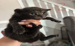 Ragcoon cats for sale: Ragcoon kittens  - Image 7