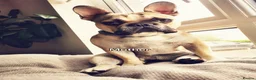 French Bulldog dogs for sale: French bulldogs puppies for sale,KC registered  in Inverness - Advert 5