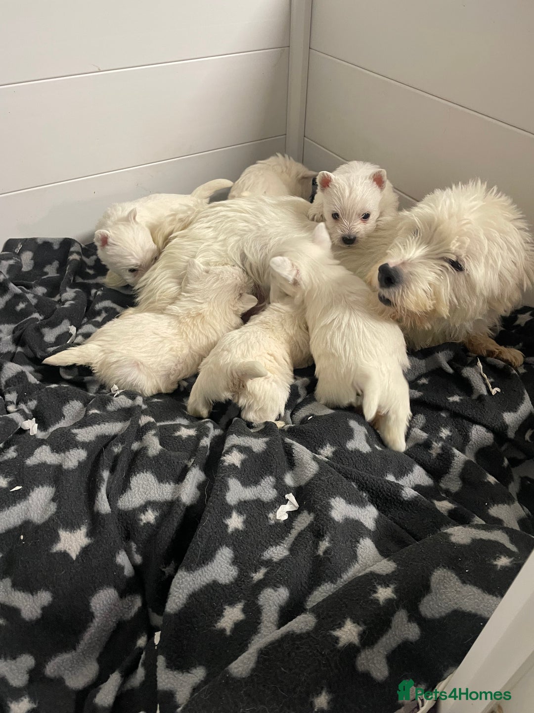 West Highland Terrier dogs for sale: Beautiful west highland puppies - Advert 15