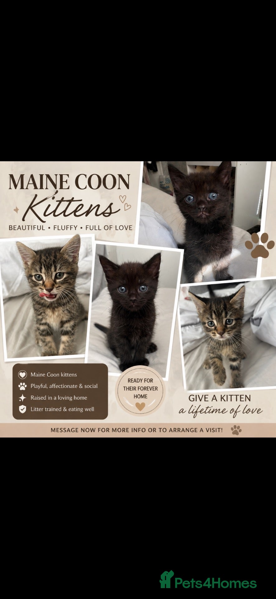 Maine Coon cats 🐱 MAINE COON KITTENS — 3 GIRLS & 1 BOY 🐱 - Advert 1