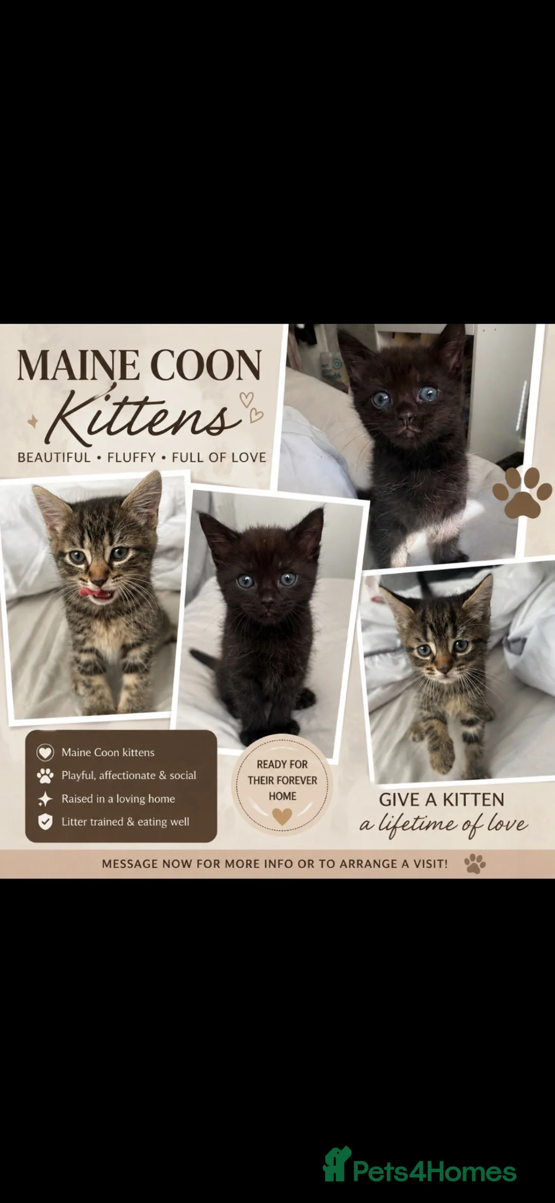 Maine Coon cats for sale: 🐱 MAINE COON KITTENS — 3 GIRLS & 1 BOY 🐱 in Leicester - Advert 1