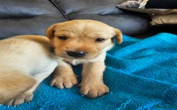 Labrador Retriever dogs for sale: Kc Registered Labrador Puppies  - Image 8