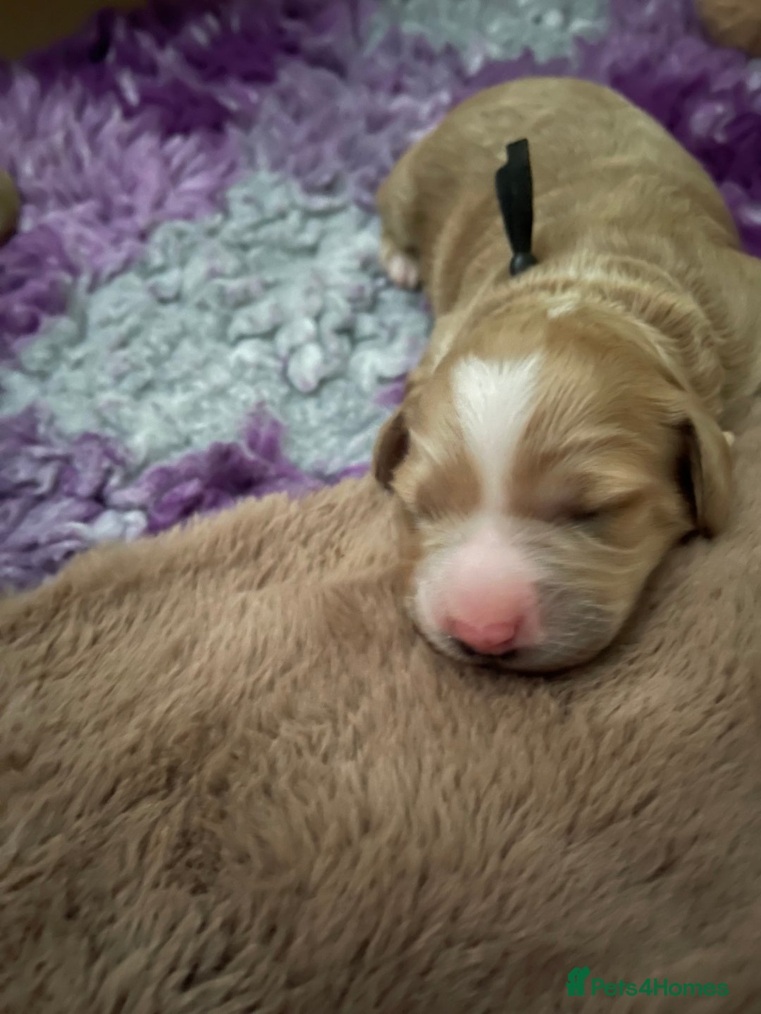 Cockapoo dogs for sale: Cockapoo puppies - Advert 8