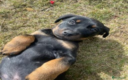 Rottweiler dogs for sale: Male Rottweiler puppy - Image 3