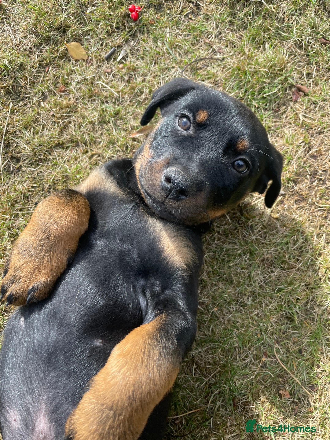 Rottweiler dogs for sale: Male Rottweiler puppy - Image 3