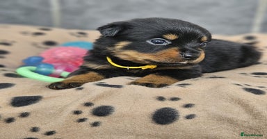 Rottweiler dogs Stunning Rottweiler puppy’s  - Advert 11