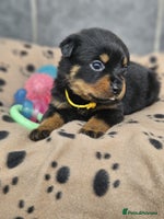 Rottweiler dogs Stunning Rottweiler puppy’s - Advert 1