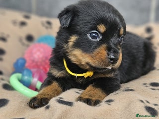 Rottweiler dogs - Advert 1