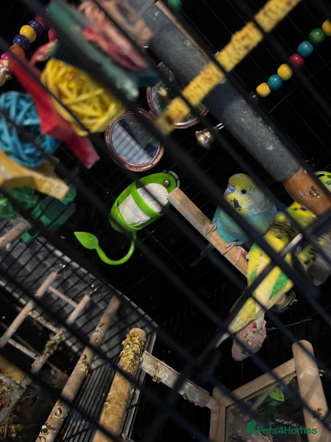 Budgerigars birds for sale: Buggies  - Advert 3