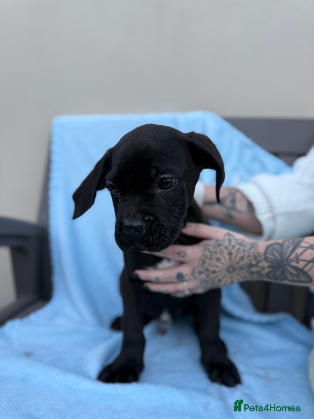 Cane Corso dogs for sale: 5 Gorgeous Black Cane Corsos ready to go🤍 - Advert 12