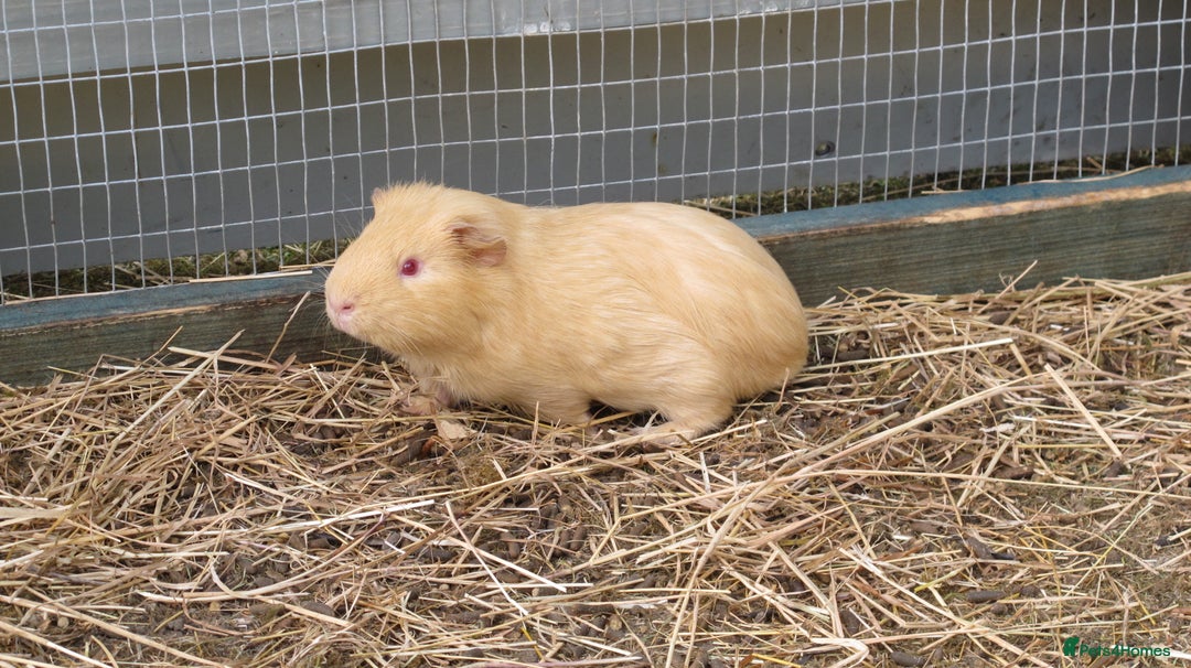 Guinea Pig rodents for sale: Male guinea pigs ready to go now - Image 2