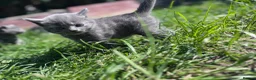 Domestic Shorthair cats for sale: 3 adorable kittens - Advert 4