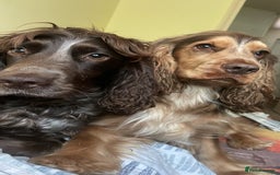 Cocker Spaniel dogs for sale: Show spaniel for sale - Image 2