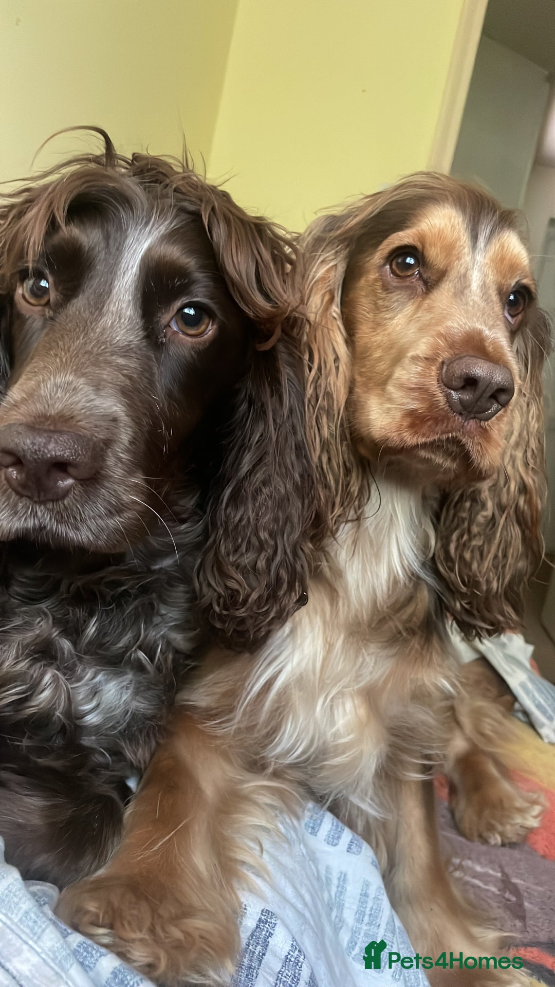 Cocker Spaniel dogs for sale: Show spaniel for sale - Image 2