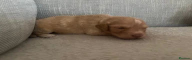 Cockapoo 4