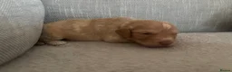 Cockapoo dogs for sale: Cockapoo puppies  - Advert 12