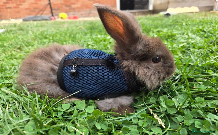 Angora rabbits - Advert 4