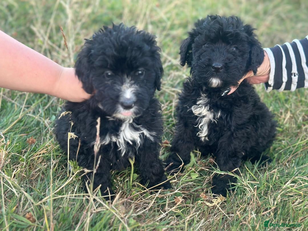 Bernedoodle dogs F1 STANDARD BERNADOODLES LAST 2 B/W GIRLS REDUCED - Advert 1