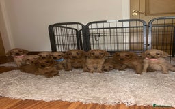 Labradoodle dogs for sale: Miniature Labradoodle puppies - Image 1