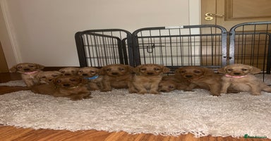 Labradoodle dogs - Advert 5