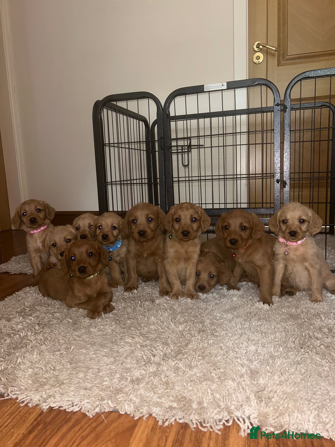 Labradoodle dogs for sale: Miniature Labradoodle puppies - Image 1