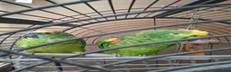 Mixed Breed birds for sale: Birds in Edgware - Advert 5