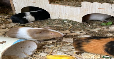 Guinea Pig rodents - Advert 6