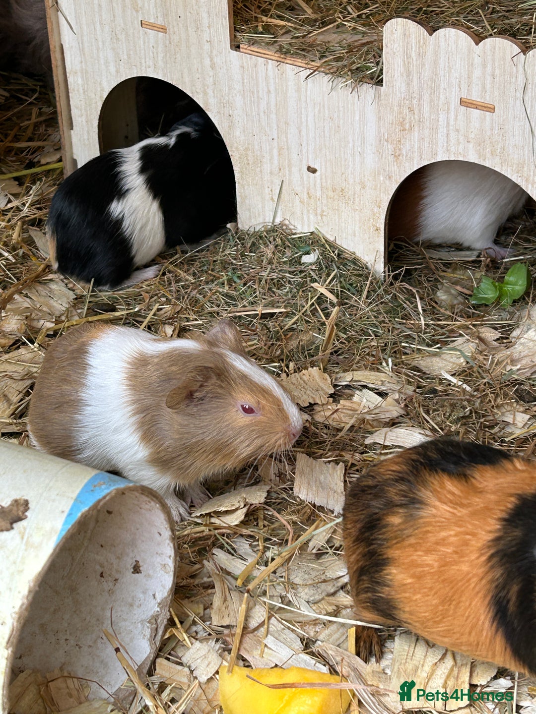 Guinea Pig rodents for sale: Baby Guinea Pigs - Image 3