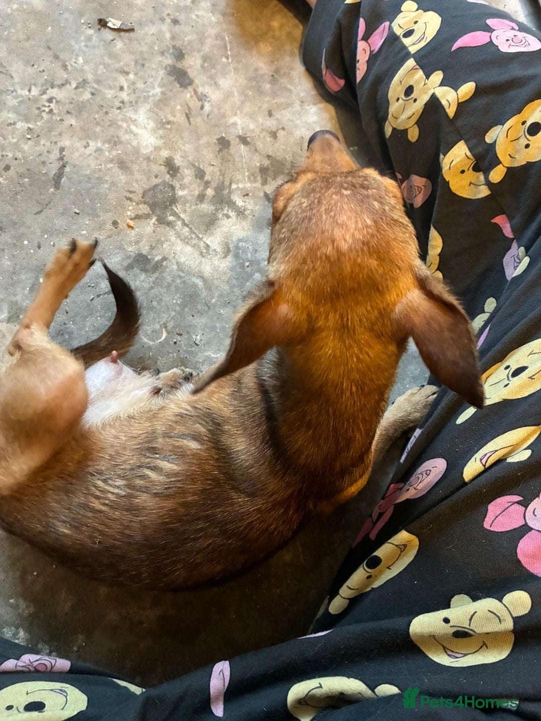 Chihuahua dogs for sale: Lily deer head chihuahua - Advert 3