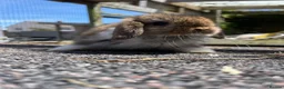Mini Lop rabbits for sale: Beautiful mini lops looking for their forever home in Weymouth - Advert 5