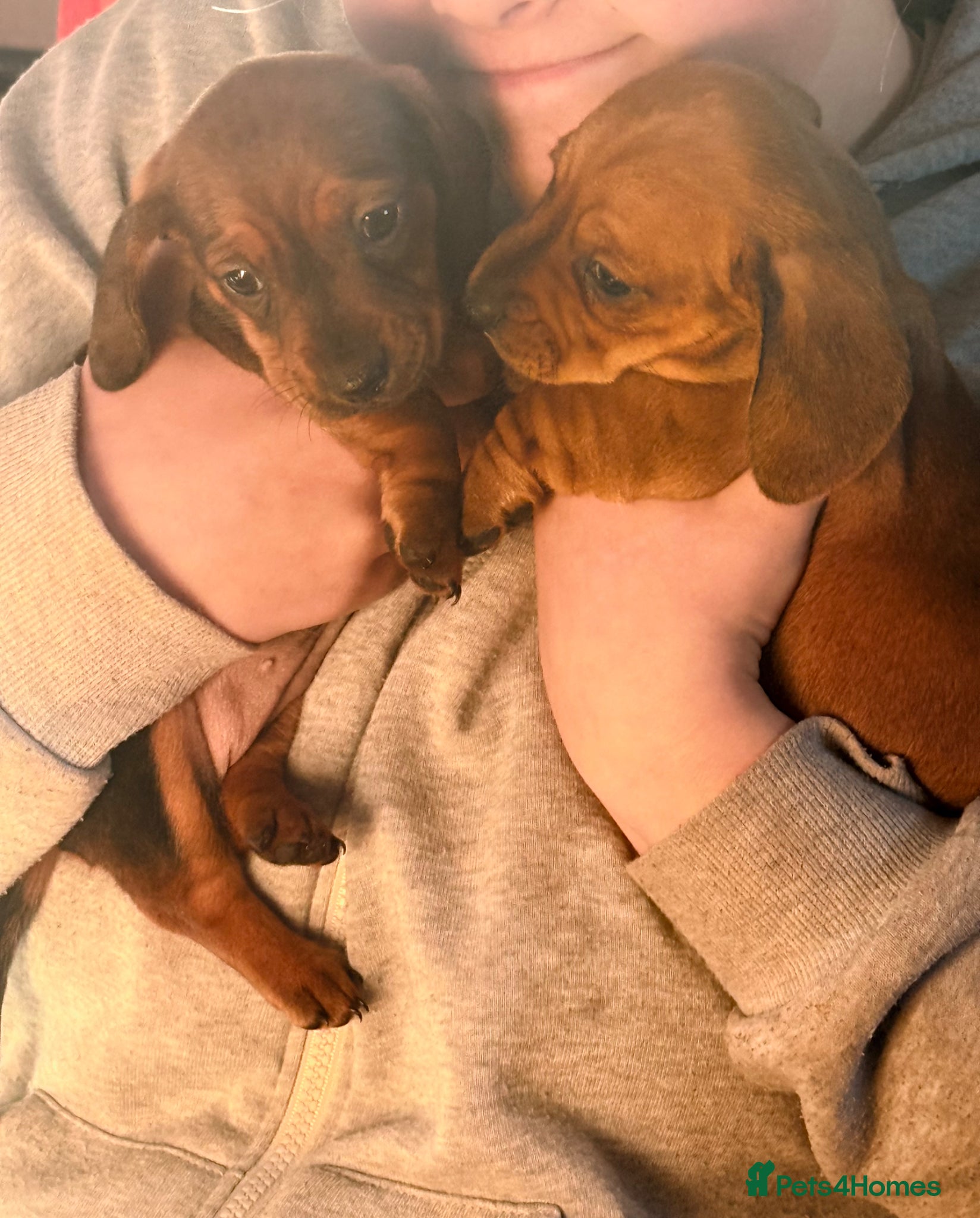 Miniature Dachshund dogs Lovely litter of 5 Miniature Dachshunds  - Advert 15