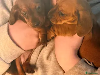 Miniature Dachshund dogs Lovely litter of 5 Miniature Dachshunds - Advert 12
