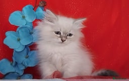 Siberian cats for sale: Siberian kittens for sale  - Image 16