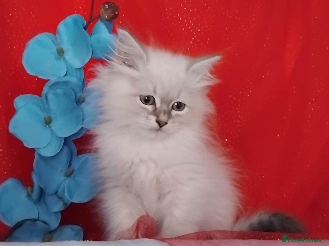 Siberian cats for sale: Siberian kittens for sale  - Image 16