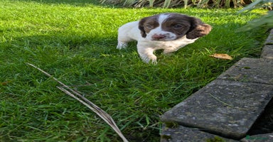 English Springer Spaniel dogs English Springer Spaniels - Advert 1