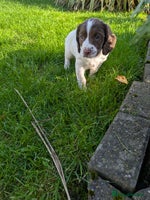 English Springer Spaniel dogs English Springer Spaniels - Advert 5