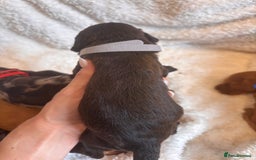 Irish Doodle dogs for sale: 🐾 F1 Beautiful Miniature Irish Doodle Puppies 🐾  - Image 12